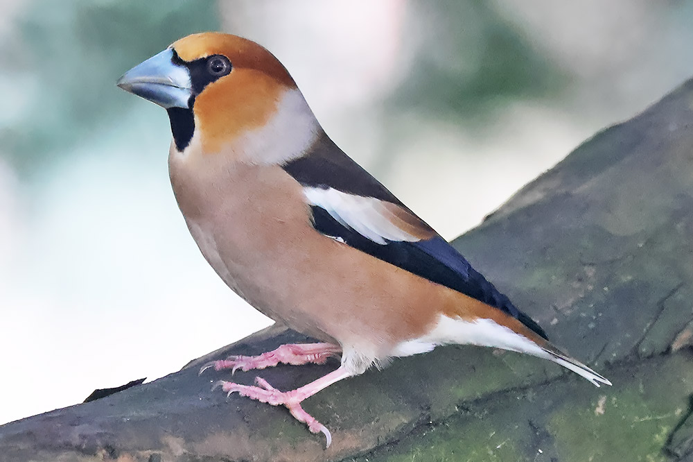 Hawfinch